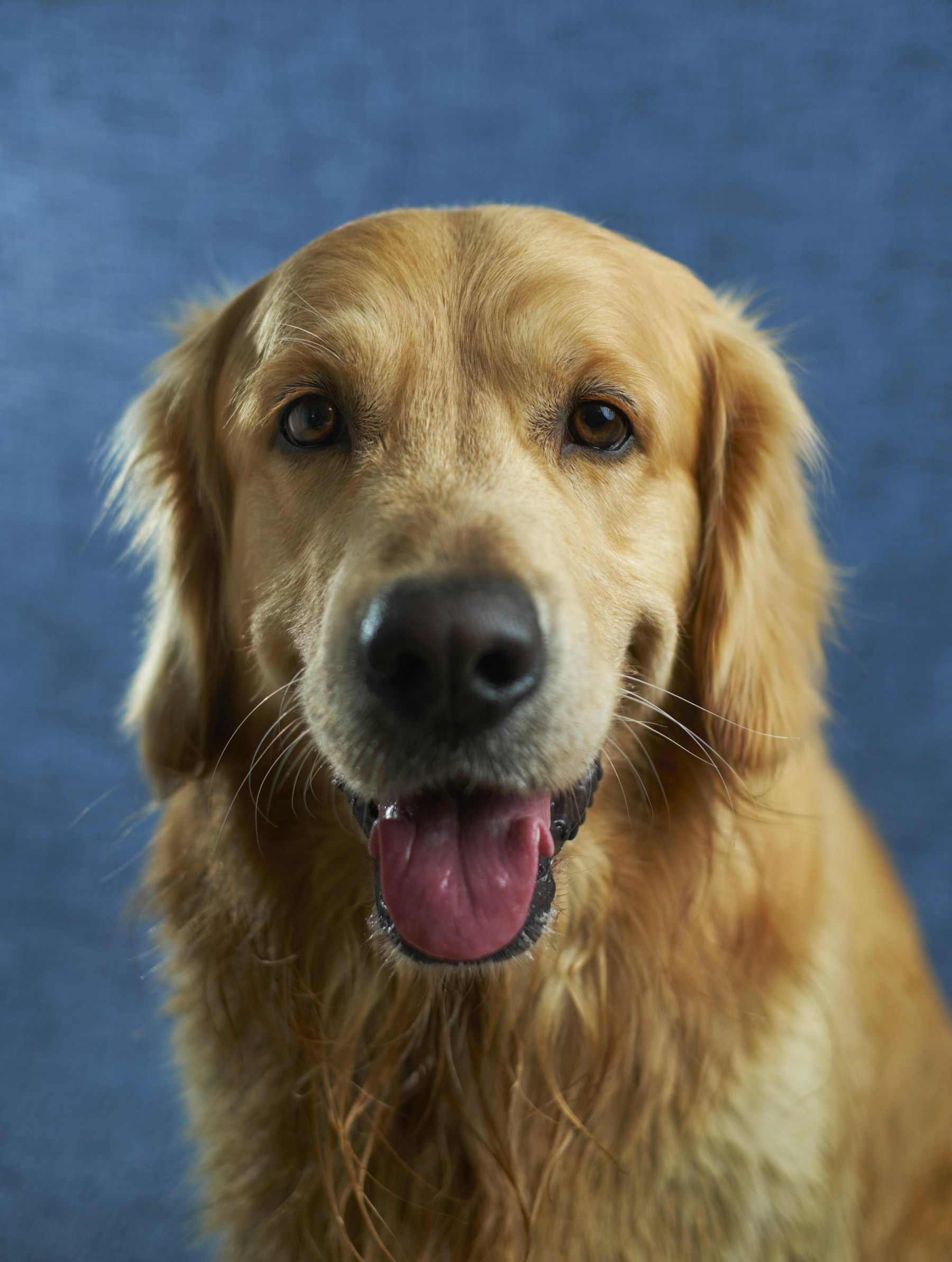 A golden dog sitting peacefully in evening light